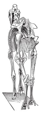 Üç büyük işlevi gövde, vintage çizgi çizme veya oyma illüstrasyon iskelet sistemi at vardır.