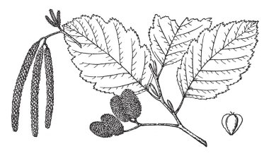 Alnus Oregon ağaç ve sayfalarını dalı bu çerçeve, vintage çizgi çizme veya oyma illüstrasyon büyük.