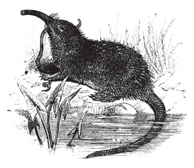 Desman bir burunlu ve çıplak kuyruklu dalış insectivore Desmanini, vintage çizgi çizme veya oyma illüstrasyon Kabilesinin olduğunu.