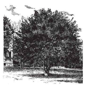 Fagus Sylvatica kayın ağacı olarak da bilinen ortak kayın resmini Avrupa'dan yaprak döken bir gölge ağacıdır. Bu büyük Avrupa kayını özellikleri yaprakları, vintage çizgi çizme veya oyma illüstrasyon dişli.