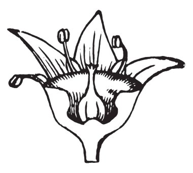 Bu resmi çiçek polen tahıl üretimi süreci gösterir. Yumurtalık ve pistil Calyx içeren bu yumurtalıktan oluşturur. Apex polen tahıl filizlenen, vintage çizgi çizme veya oyma illüstrasyon.