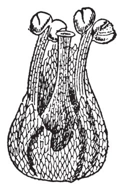 Duckweed önümüzdeki gösteriyor. Önümüzdeki bir kök tanzimi kümesidir. Çiçekli su bir bitkidir. Bu iki erkek çiçekler her bir ercik ve çiçek, vintage çizgi çizme veya oyma illüstrasyon içeren.