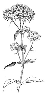 Bitki tarayıcı görüntü. Vektör illustratuion