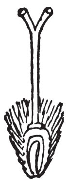 Disk çiçek resmi. Üst yapısı iki loblu leke iki yönde hareket olduğunu ve taşımak, alt, vintage çizgi çizme veya oyma illüstrasyon.