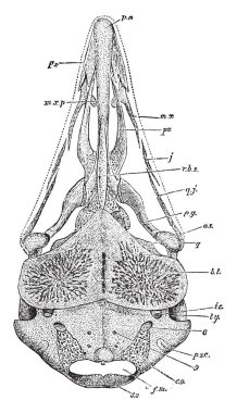 Bu resim bir piliç sahne üç, vintage çizgi çizme veya oyma illüstrasyon kafatası temsil eder..