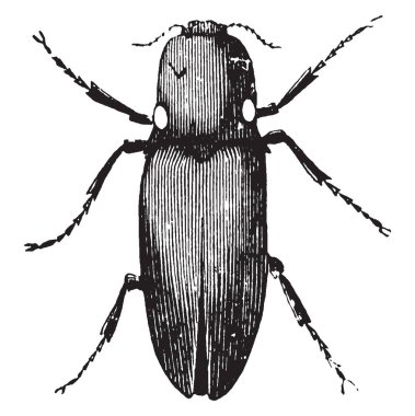 Sabit kanatlar, vintage çizgi çizme veya oyma illüstrasyon yıldırım bahar böcekler var.