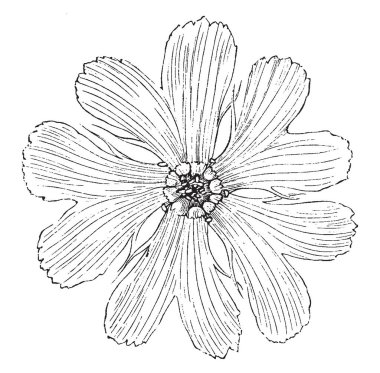 Bu Corolla Lychnis Fulgens Grandiflora bir resmi vardır. Çiçekli bir bitkidir. Onun çiçek çizim veya illüstrasyon oyma scarlet, vintage çizgi vardır.