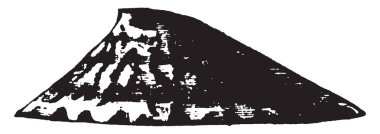 Denizminaresi kıyı bulunur ve onlar gastropodlar düşük konik kabukları, vintage çizgi çizme veya oyma illüstrasyon.