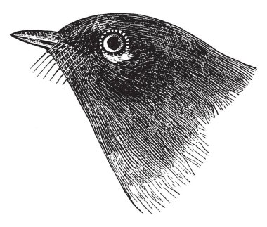 Sinek yakalamak ötleğen büyük ve orta örtü, vintage çizgi çizme veya oyma illüstrasyon tarafından kurulan kanatları üzerinde büyük bir yama boyalı.