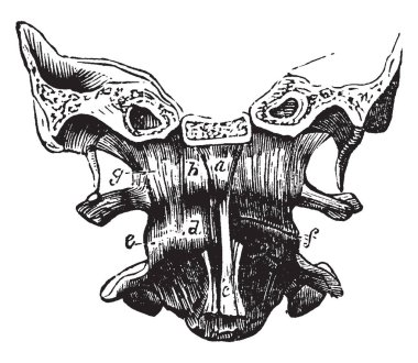 Bu resimde Occipito kırılmış artikülasyon, vintage çizgi çizme veya oyma illüstrasyon temsil eder..