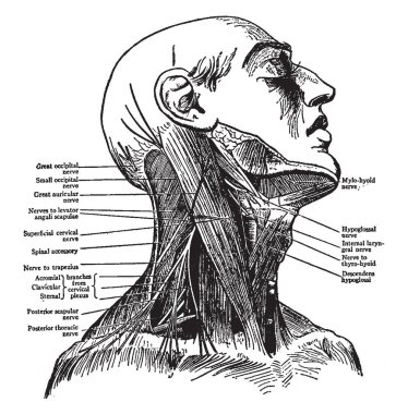 Bu resimde sinirler boyun, vintage çizgi çizme veya oyma illüstrasyon temsil eder..
