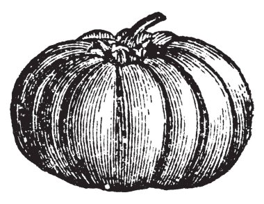 Bu domates açık görünümüdür. Bu domates büyüyen yarım aşamada olduğunu. Rengini sarı ve yeşil gölgede var. Domates bir sebze olarak beslenme amaçlı, vintage çizgi çizme veya oyma illüstrasyon için etiketli bir.