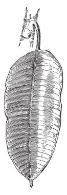 Bir resim Ficus Elastica, olarak da bilinen Hint kauçuk ağacı gösteriyor. Doğu Hindistan, Nepal, Bhutan, Burma ve Çin. Dutgiller Aile, vintage çizgi çizme veya oyma illüstrasyon ait.