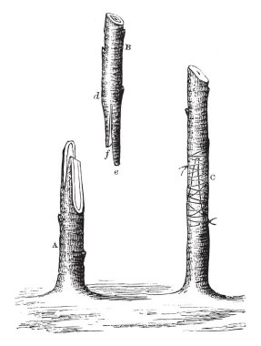 This illustration represents Whip or Tongue Grafting which is considered the best method of grafting, vintage line drawing or engraving illustration. clipart