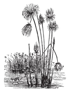 Papirüs, eski oyma resimler. La Vie dans la nature, 1890