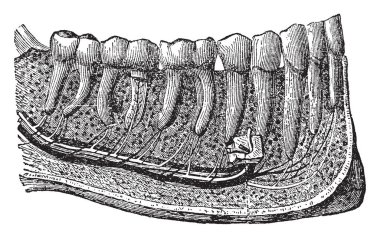 Bu resimde diş, vintage çizgi çizme veya oyma illüstrasyon temsil eder..