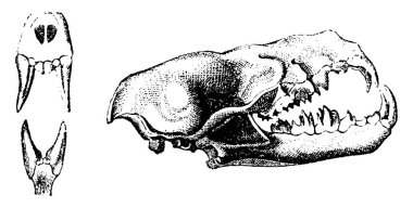 Vampir kafatası, vintage illüstrasyon kazınmış. Doğal Tarih hayvanların, 1880