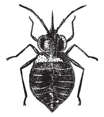 Bir acanthia lectularia türler, vintage çizgi çizme veya oyma illüstrasyon tahtakurusu.