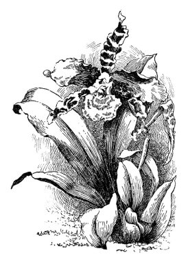 bitki görüntü. Vektör çizim