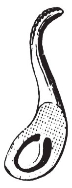 Anemon pistil, yumurtalık ve ovule, vintage çizgi çizme veya oyma resimde gösterilen yarıya.