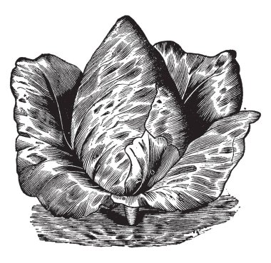 Bu resimde Rawson'ın gönüllü var. Bu lahana koni gibi olduğunu ve yaprakları çok sık biçim, vintage çizgi çizme veya oyma illüstrasyon büyüyor.