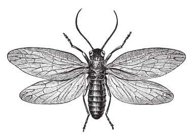 Alderfly is an insect in the Megaloptera order of alderflies, vintage line drawing or engraving illustration.