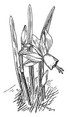 Saf beyaz çiçekler eğimlidir ve bir inç uzun. Bunlar İspanya ve Portekiz, vintage çizgi çizme veya oyma illüstrasyon yerli vardır.