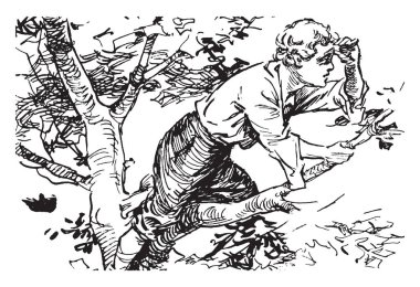 Little Lombard Sentinel, this picture shows a boy on tree and looking at something, vintage line drawing or engraving illustration clipart