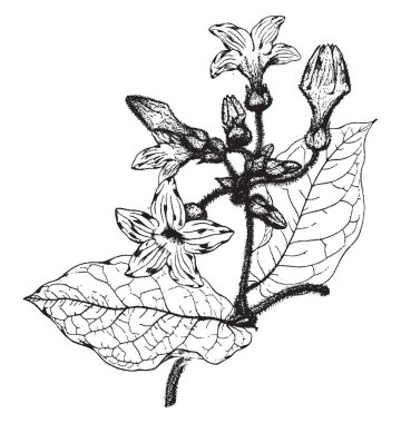 Kupası şeklindeki büyük beyaz veya sarı çiçek açan, vintage çizgi çizme veya oyma illüstrasyon.