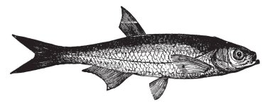 Küçük tatlı su kaba balık malum Aile, vintage çizgi çizme veya oyma resimde kasvetli olduğunu.