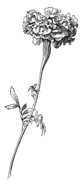 Meksika kadife çiçeği olarak da bilinen Afrika kadife çiçeği, vintage çizgi çizme veya oyma resimde olan bir çizimi.