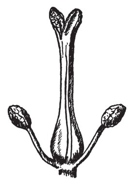 Pistils tek, vintage çizim sahip veya illüstrasyon oyma çiçek resmi.