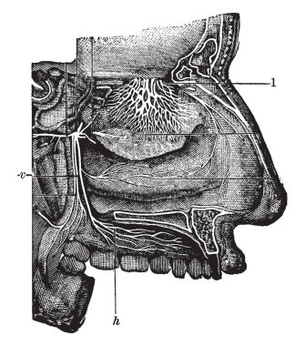 Bu resimde burun boşluğuna, vintage çizgi çizme veya oyma illüstrasyon temsil eder..