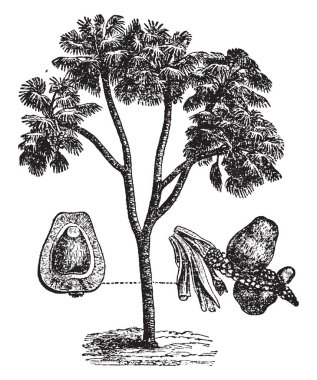 Çok lifli gingerbread, vintage çizgi çizme veya oyma illüstrasyon ile aromalı meyve üreten bir Afrika palmiye olan Doum palm resmi.