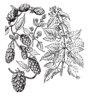 Hop, vintage oymalı çizim. La Vie dans la nature, 1890