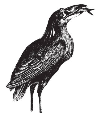 Boatbill Heron bir devrilmiş tekne, vintage çizgi çizme veya oyma illüstrasyon gibi bir gagası vardır.