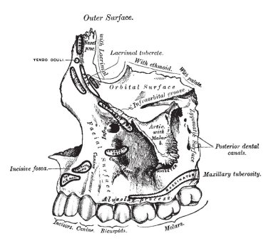 Bu örnekte üst çene kemiği, vintage çizgi çizme veya oyma illüstrasyon temsil eder..