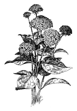 bitki görüntü. Vektör çizim