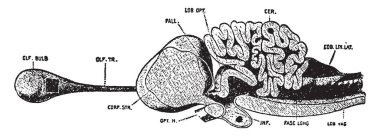Beyin kaplumbağalarının biraz bir kuş için benzer ama kaplumbağa tüm sürüngenler gibi büyük ölçüde genişlemiş serebral hemisferlerin bulunan kuşlar, vintage çizgi çizme veya oyma illüstrasyon yoksun.