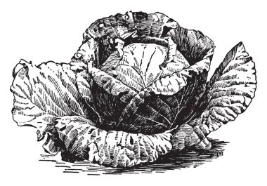 Yuvarlak başlı lahana - beyaz, kırmızı ve Savoy üç tür vardır. Beyaz ve kırmızı lahana yaprağı genellikle pürüzsüz ve parlak, vintage hat çizim veya gravür illüstrasyon.