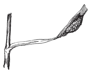 Apanteles braconid eşek arıları, vintage çizgi çizme veya oyma illüstrasyon, çok büyük bir cinsidir.