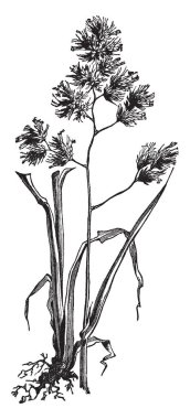 Meyve Bahçesi çimen, bu tablo. Kök çok uzun, genellikle üst tarafı çiçek, vintage çizgi çizme veya oyma resimde var.