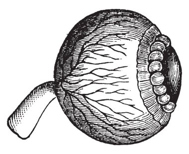 Bu resimde Lens, göz, vintage çizgi çizme veya oyma illüstrasyon temsil eder..