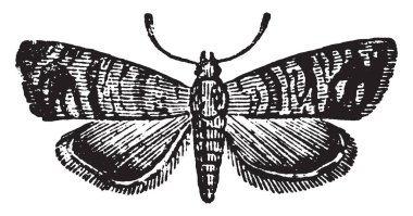 Codlin güve tortricina, vintage çizgi çizme veya oyma illüstrasyon ait.