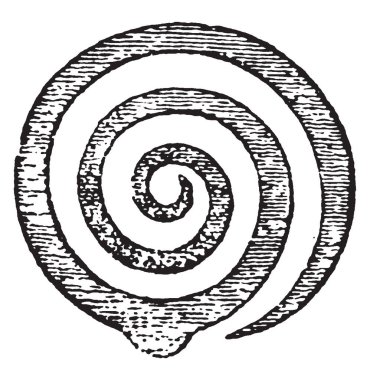 Bu görüntü converginerved yaprak olduğunu. Bu ince ve uzun, vintage çizgi çizme veya oyma illüstrasyon.