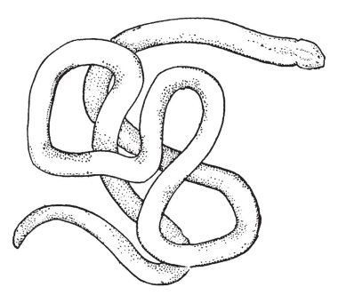 Nemetean omurgasız hayvanlar olarak da bilinen şerit solucan veya hortum solucanlar, vintage çizgi çizme veya oyma illüstrasyon bir şube olduğunu.