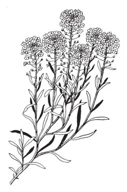 A picture shows Sweet Alyssum Plants. A member of the mustard family, sweet alyssum is quite fragrant. It grows only a few inches high but spreads at foot and the leaves taper to the base, vintage line drawing or engraving illustration. clipart