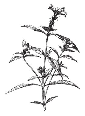 Chelone Glabra beyaz kaplumbağa kafa bilinir. Benzersiz çiçek şekli bir kaplumbağa, vintage çizgi çizme veya oyma illüstrasyon Başkanı benzer.