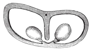 Neredeyse olgunlaştı ve olgun pod hamuru düzgün çevreleyen, vintage çizgi çizme veya oyma illüstrasyon genç pod.