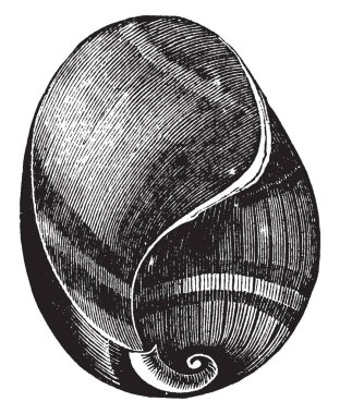 Bulla velum çok zarif ve hafif kahverengi rengini vintage satır çizim veya gravür illüstrasyon.